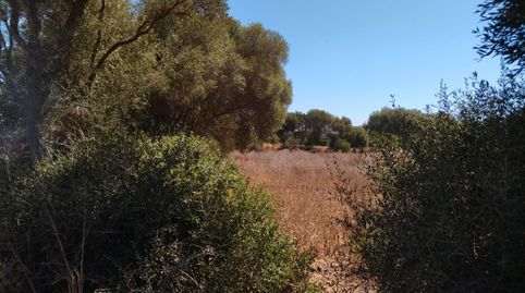 Foto 3 de Terreno en venta en N/a, -1, Vejer, Vejer de la Frontera