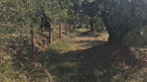 Photo 4 of Land for sale in S.u.b-8, 81, Sn, Can Violí  - Can Poi del Bosc, Barcelona