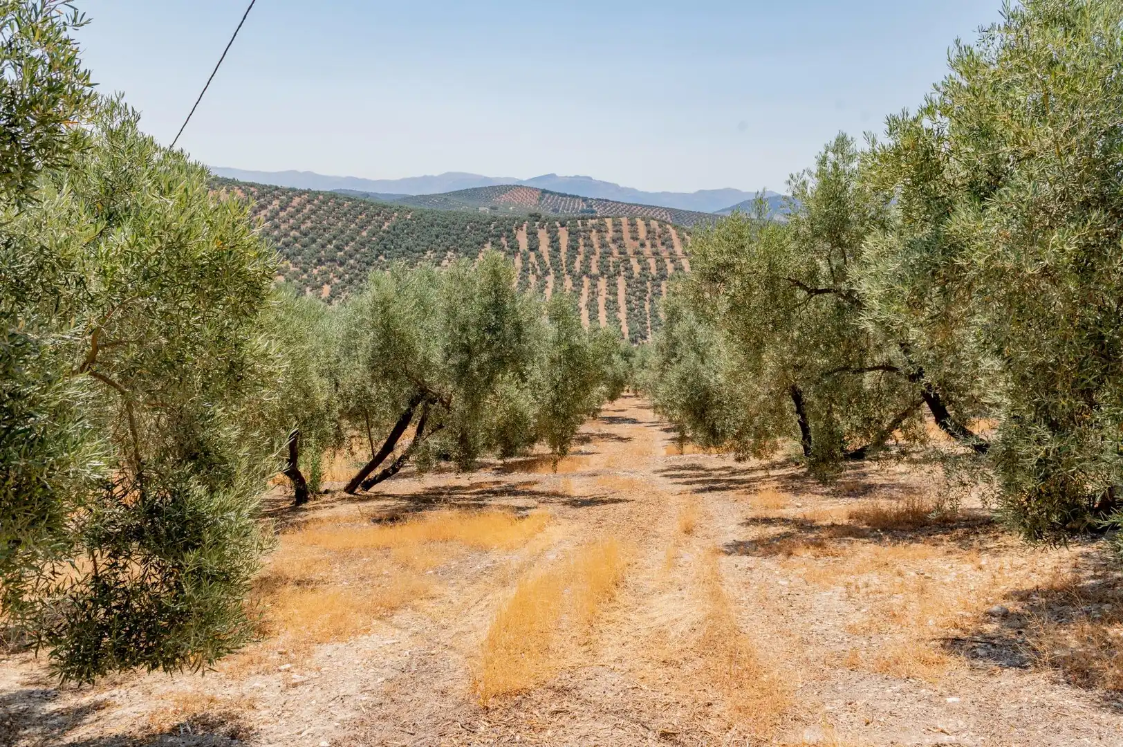 Land for sale in Archidona