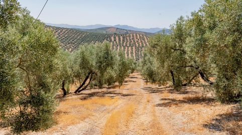 Photo 3 of Land for sale in Archidona, Málaga