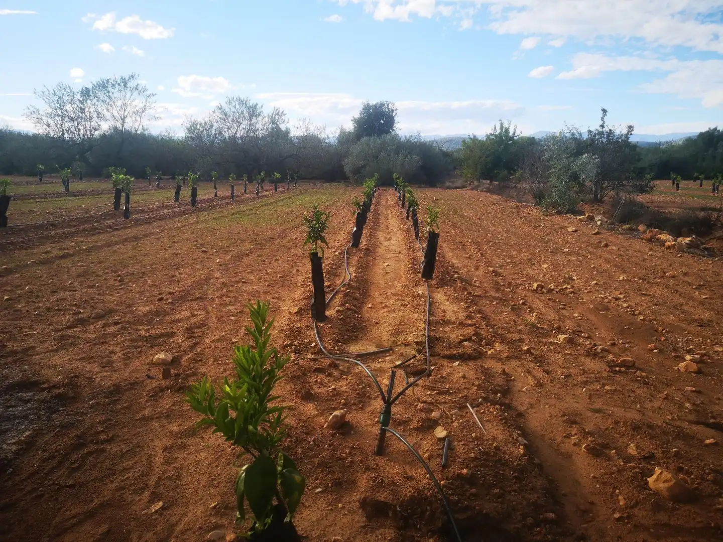 Terreno residenziale in vendita a Ulldecona, imagen 7