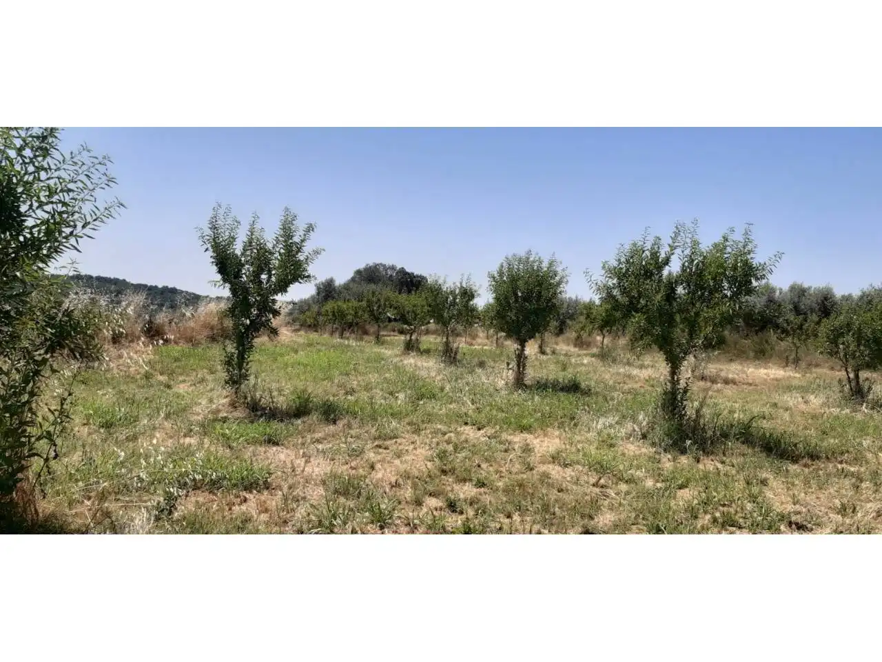Terreni e lotti in vendita a Poligono PARCELA 351 CONELLER, SANTA MARIA DE DULCIS