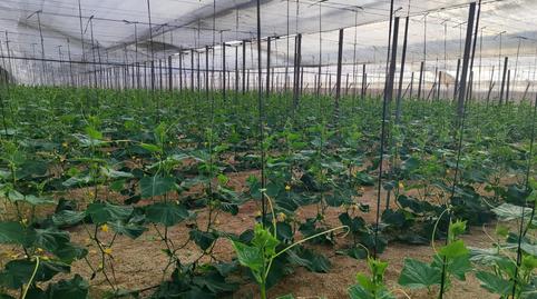 Photo 3 of Residential for sale in Níjar pueblo, Níjar