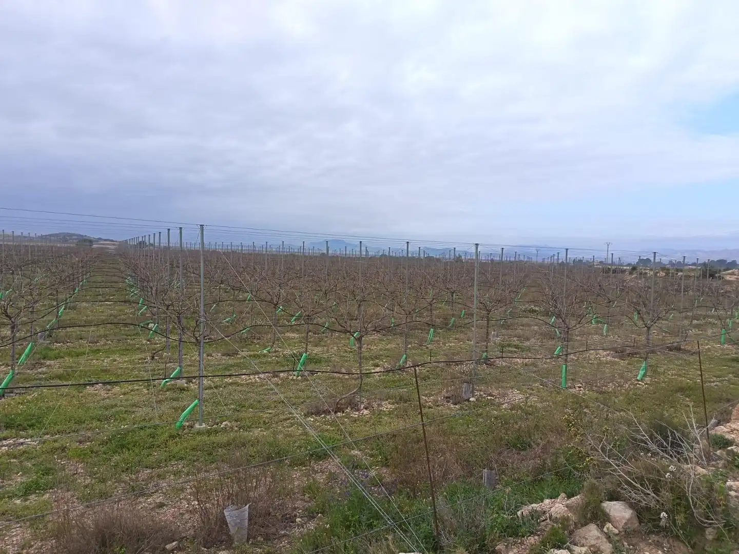 Terreno residencial en venta en Monforte del Cid, imagen 3