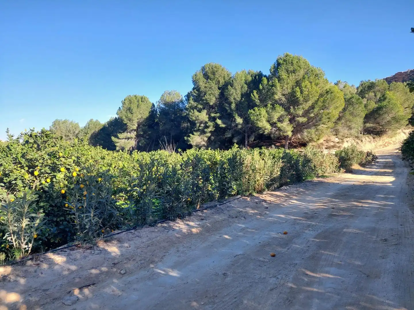 Terrenys i solars en venda a Camino Camino Cañada Umbría, imagen 4