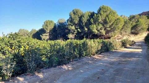 Terreno rustico de limoneros, imatge 4