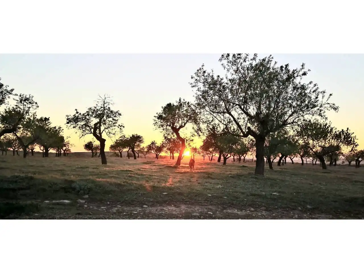 Grundstücke zur Miete in Alòs de Balaguer