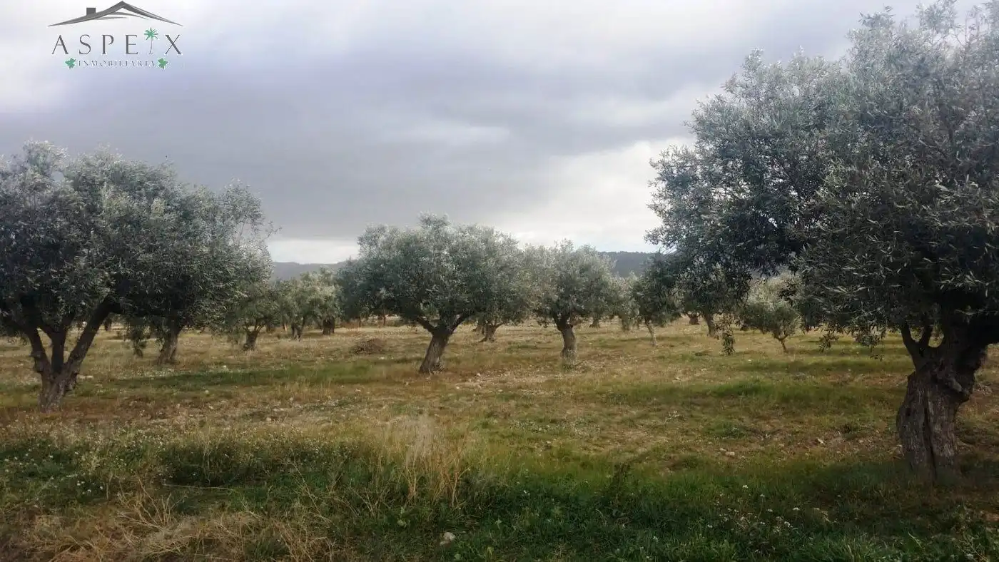 Rural land for sale in Biar, imagen 3