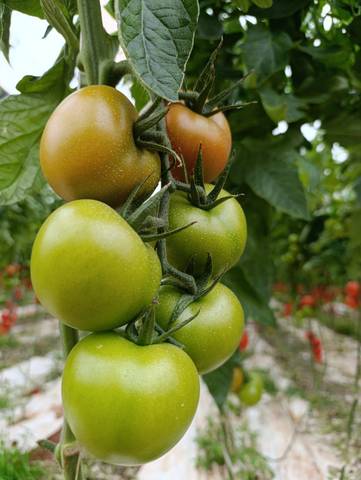 Terreno en Venta en Camino Calesa, 8 en San Isidro - Campohermoso