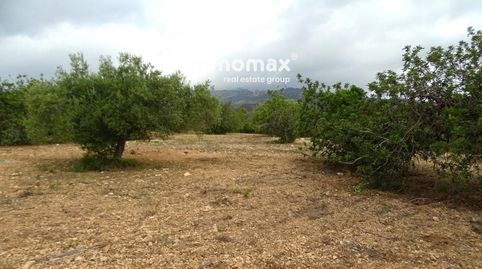 Finca rustica de olivos en venta en Xerta, imatge 4