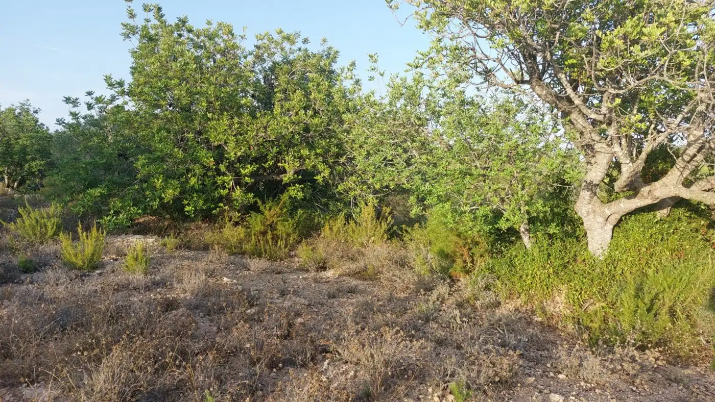 Terreno rustico in vendita a El Perelló, imagen 16