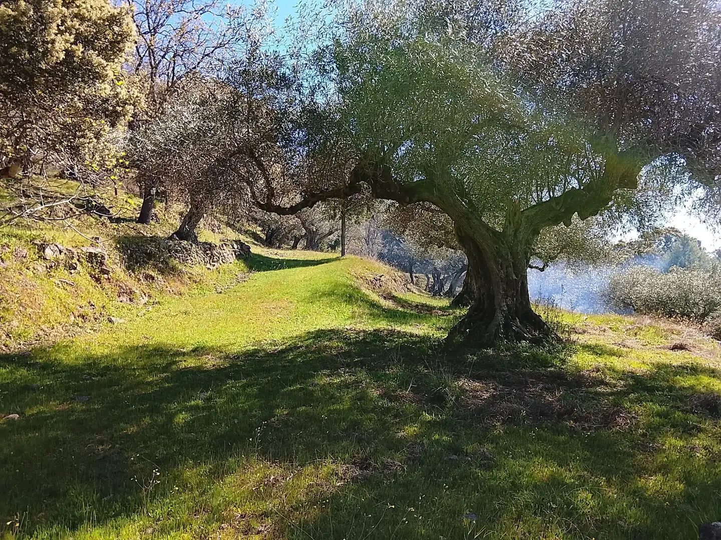 Terreni e lotti in vendita a Candeleda, imagen 51