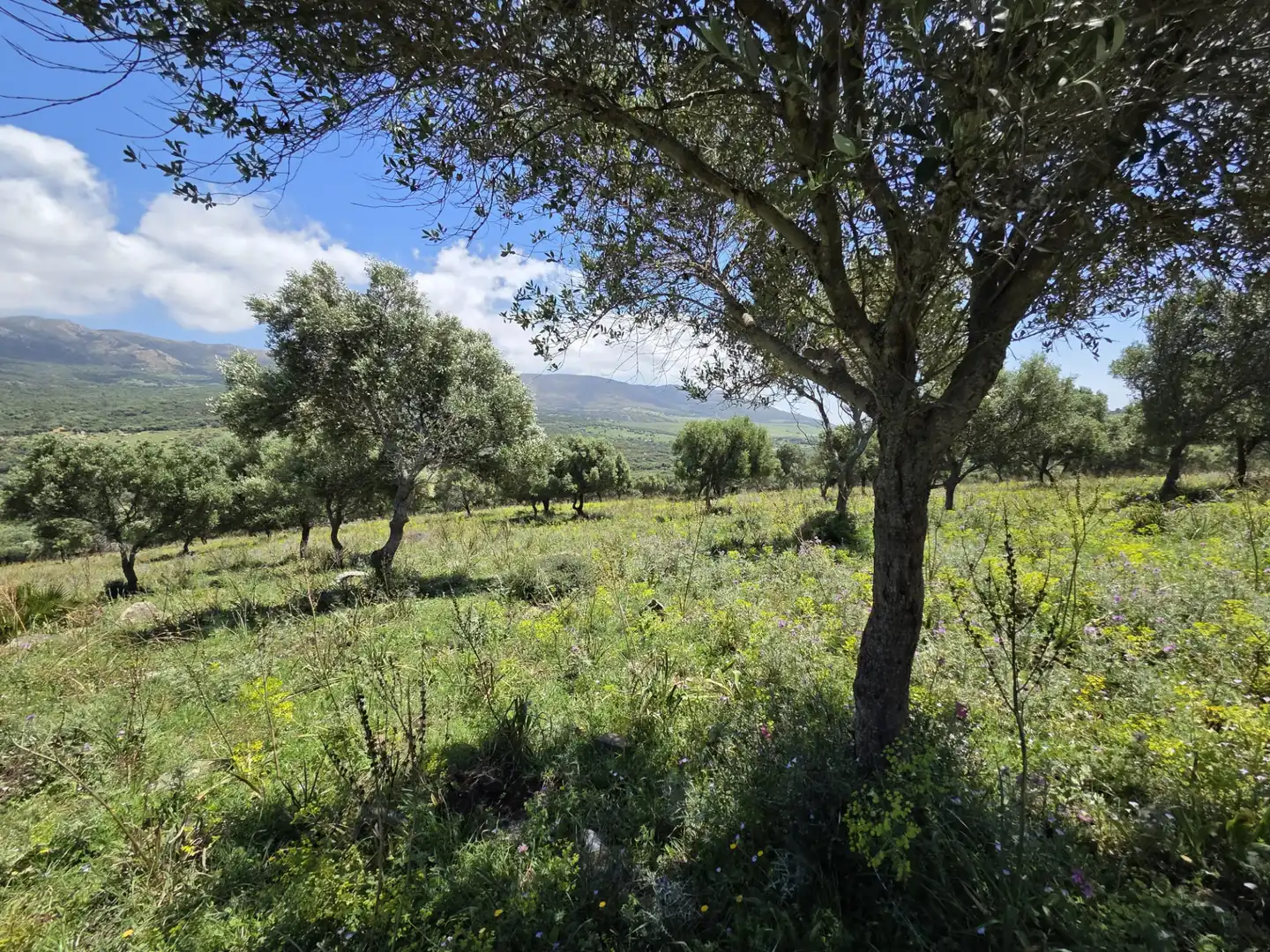 Terreny rústic en venda a Tarifa ciudad, imagen 11