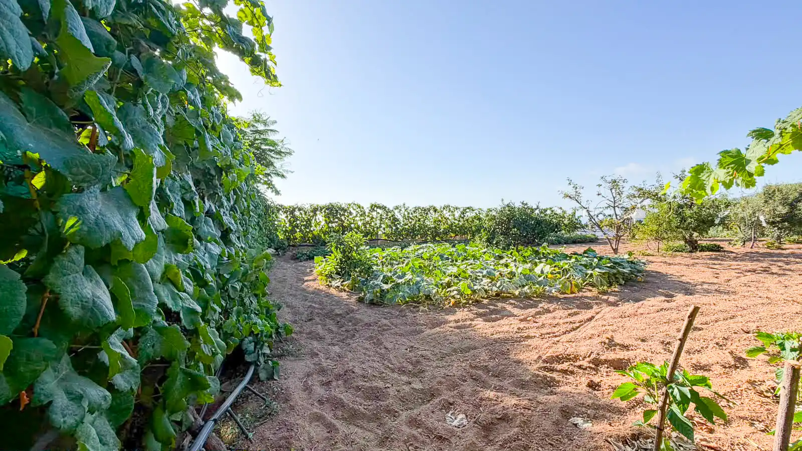 Rural land for sale in Arafo, imagen 9