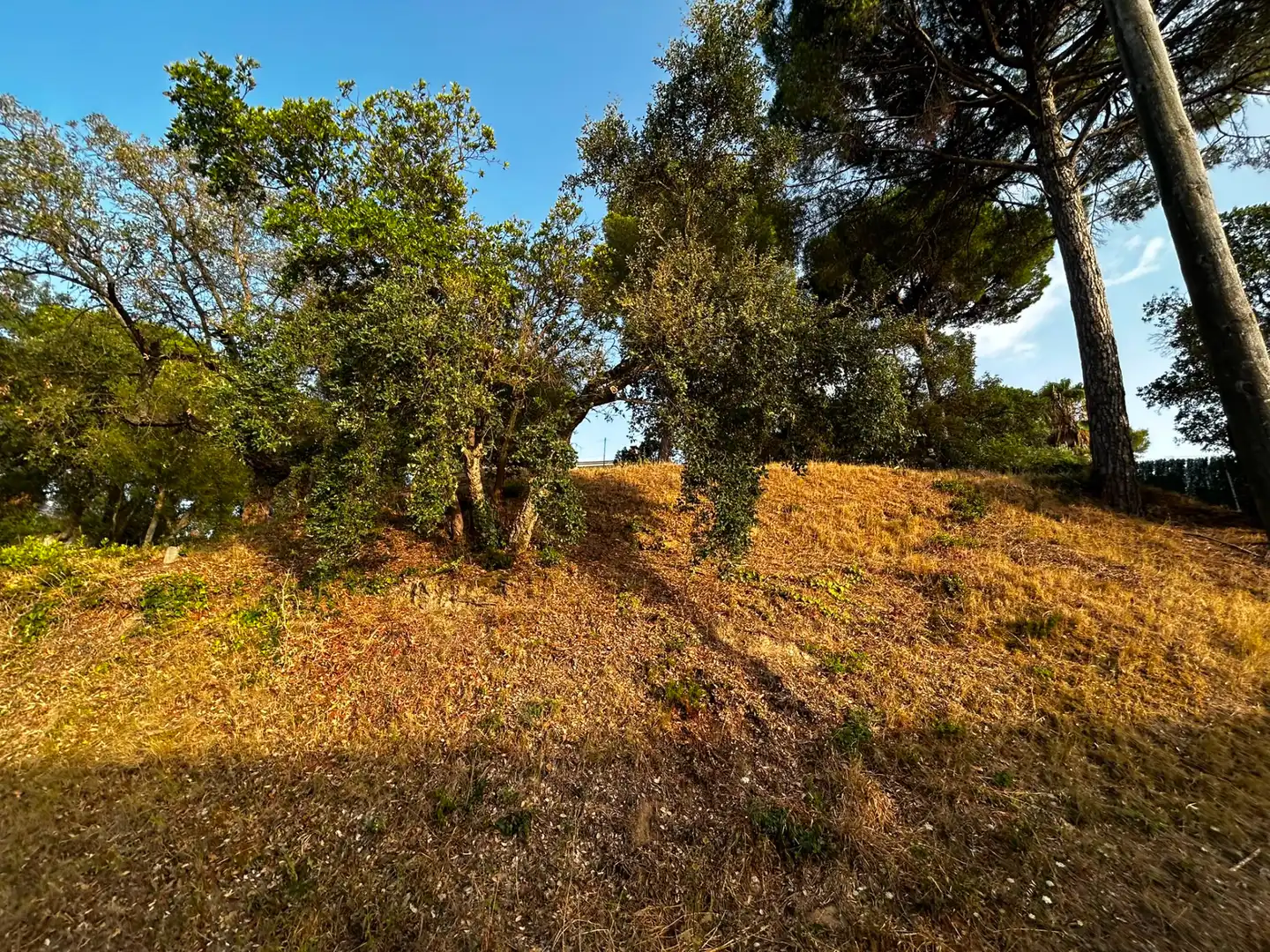 Terreno residencial en venta en Mas Mora - Sant Daniel, imagen 4