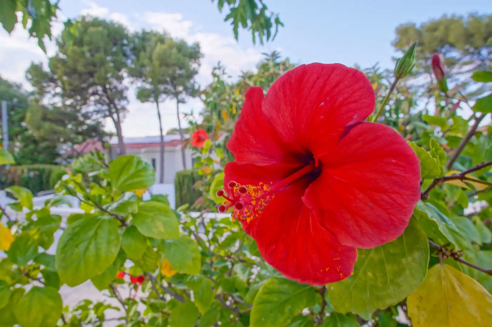 Garden of Houses for sale in Dénia  with Private garden and Balcony