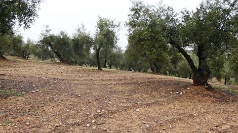 Finca rústica en Peligros  Excelente ubicación y acceso, immagine 2