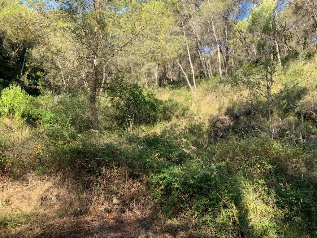 Rural land for sale in C/ Peixos (Urb Más Milá), imagen 8