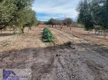 Terreni e lotti in vendita a Cieza