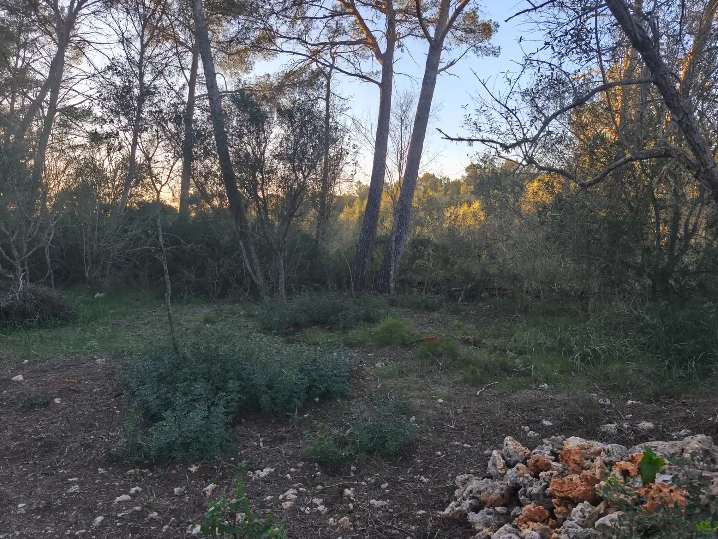Terreno rustico in vendita a Algaida, imagen 6