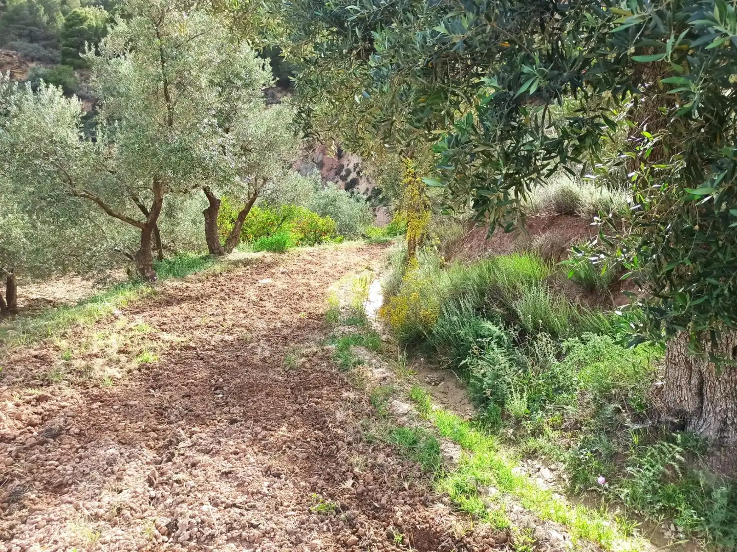 Residential land for sale in Alcolea, imagen 7