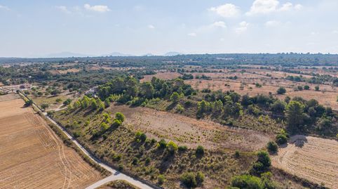 Terreno edificable de 29.547 m² con vistas despejadas en Petra, immagine 5