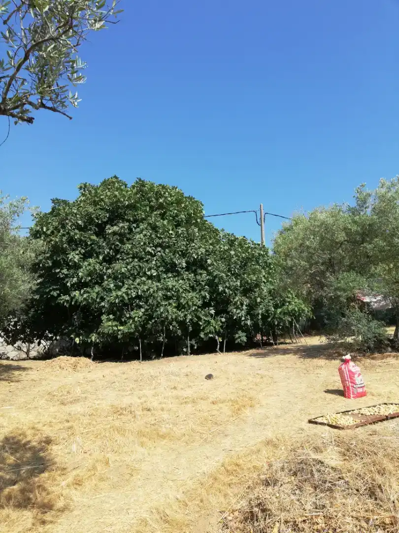 Finca rústica en venda en Plasencia amb Jardí privat, Traster i Piscina