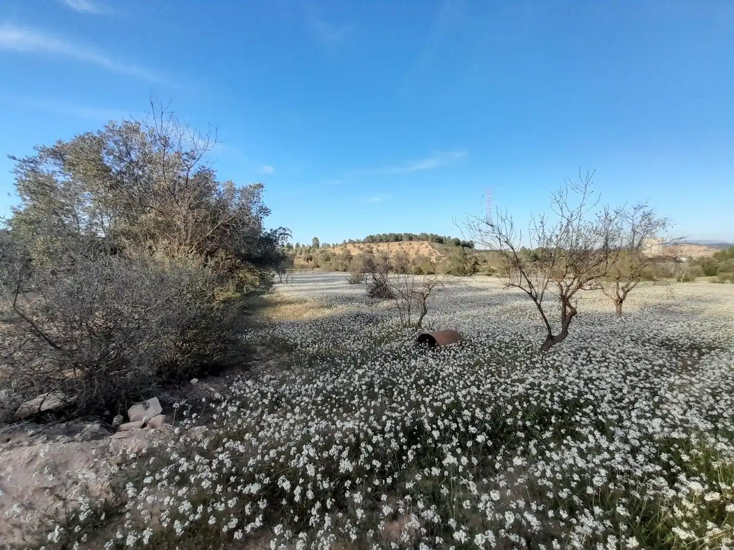 Rural land for sale in Ascó, imagen 10