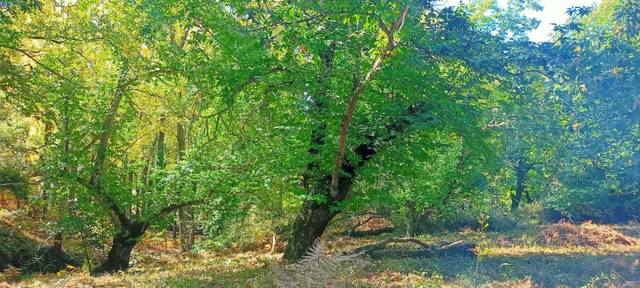 Terreno en Venta en N/A en Castaño del Robledo