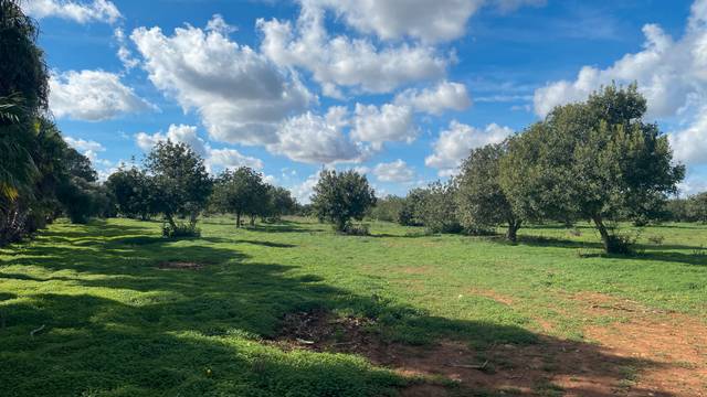 Terreno en Venta en Porreres