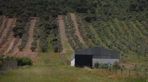 PARCELA EN PERALEDA 
Parcela de 7147 m2, linda con calle principal del pueblo, prácticamente llana, tiene olivos en la parte alta, imatge 3