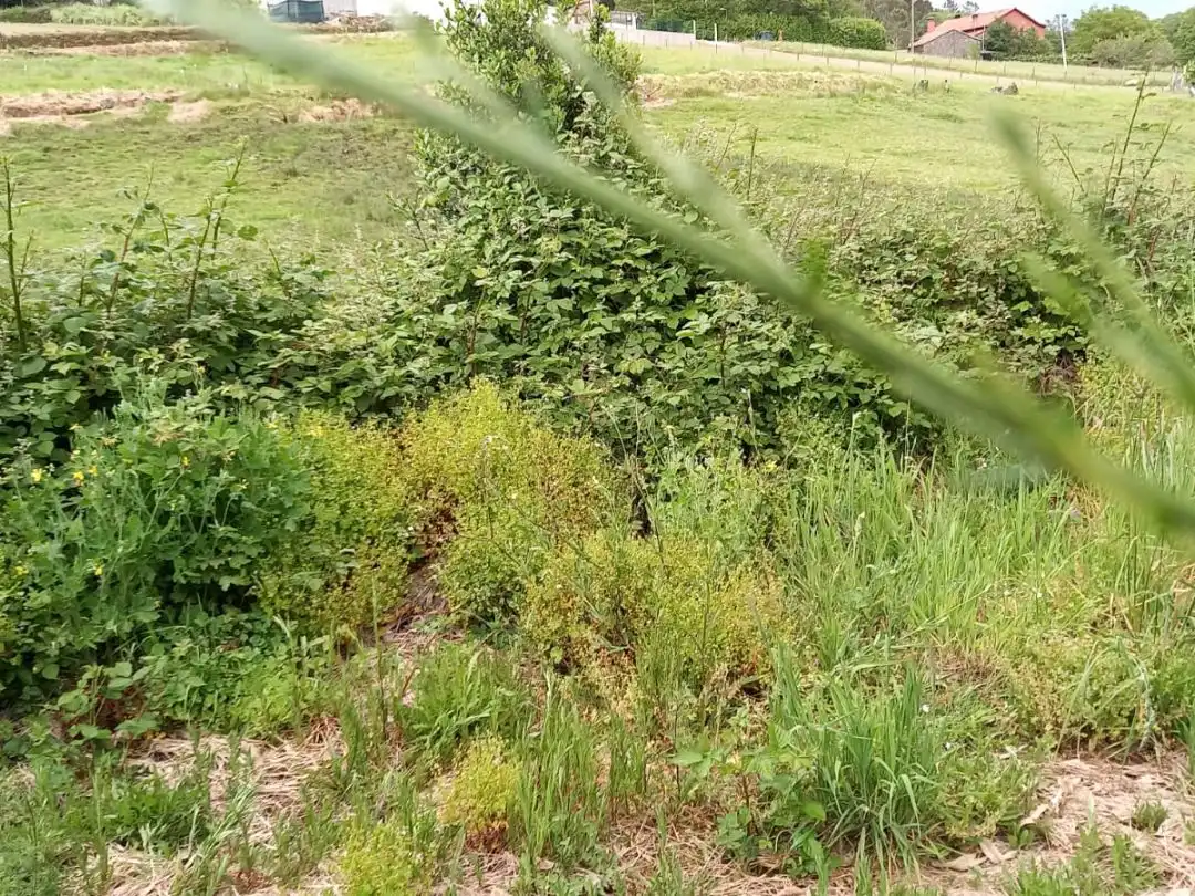 Terreno en venta en Forcarei