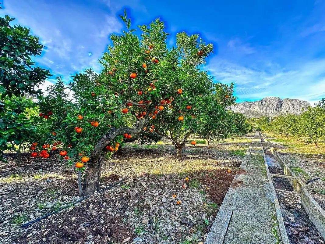 Jardí de Casa o xalet en venda en Beniarbeig amb Jardí privat, Terrassa i Traster