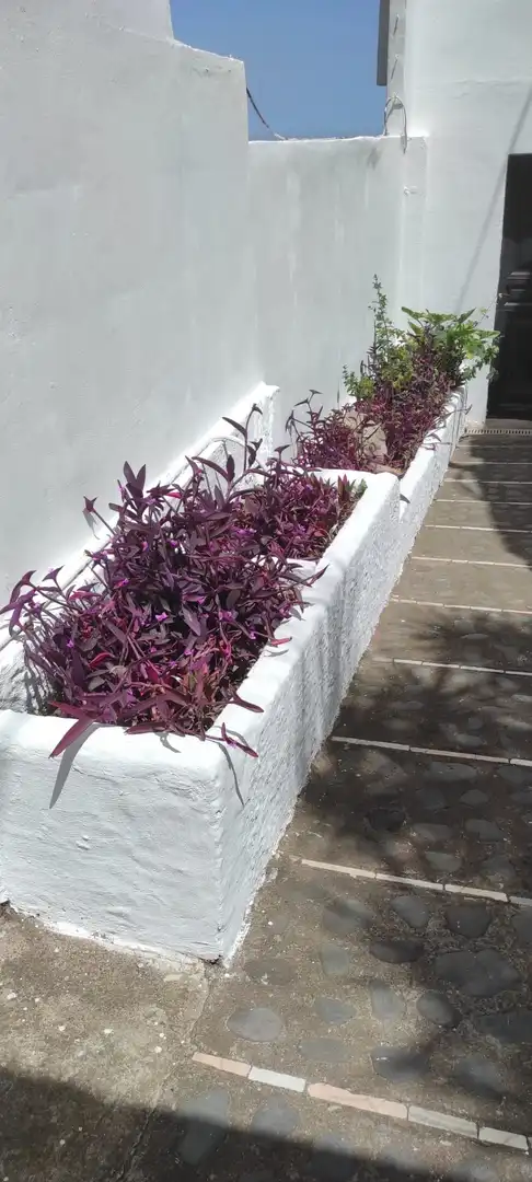 Gemischtgenutztes Gebäude zum Verkauf in Tacoronte - Los Naranjeros, imagen 32