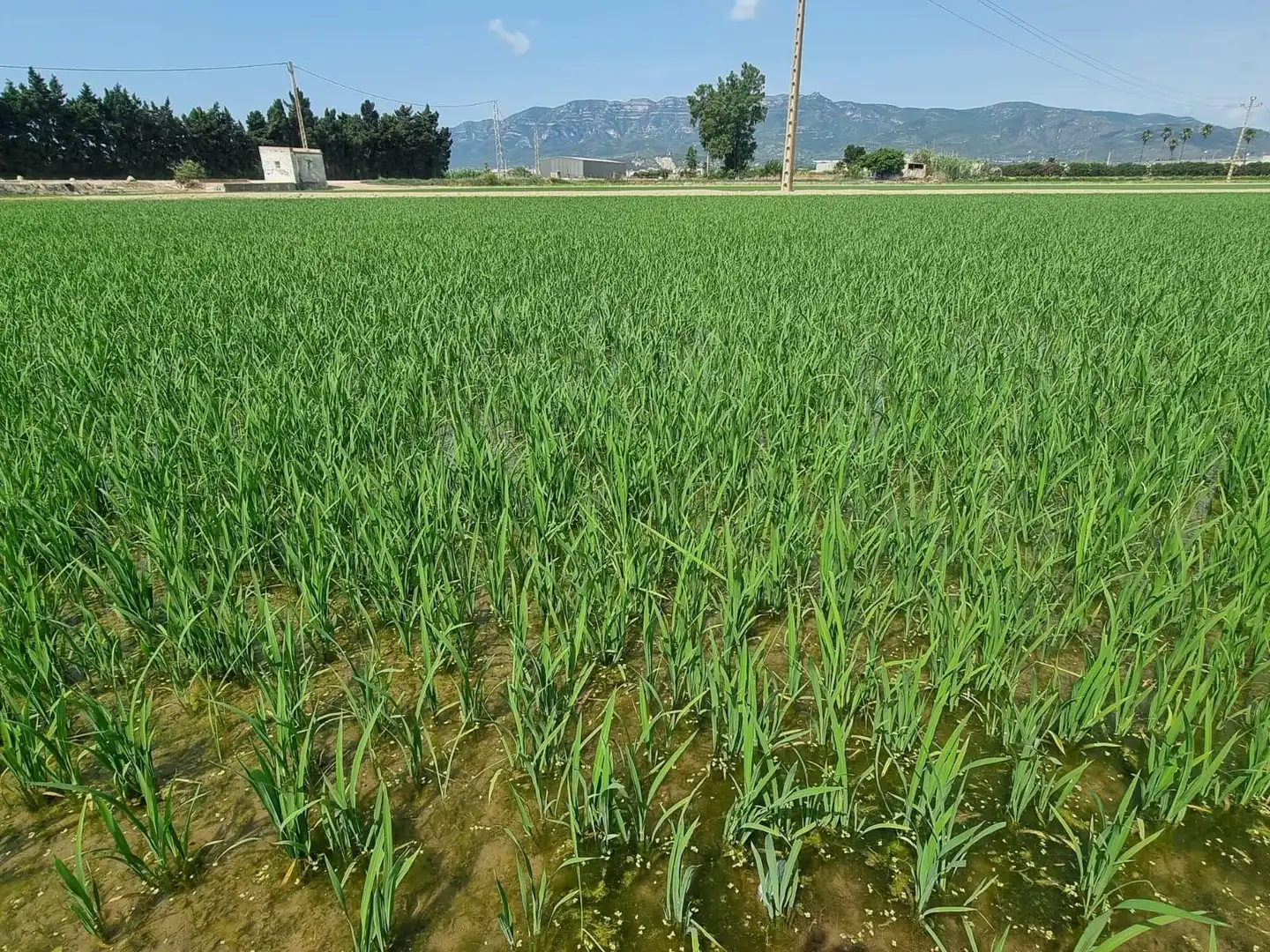Land for sale in La Ràpita