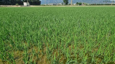 Photo 2 of Land for sale in la Ràpita, Centre, La Ràpita