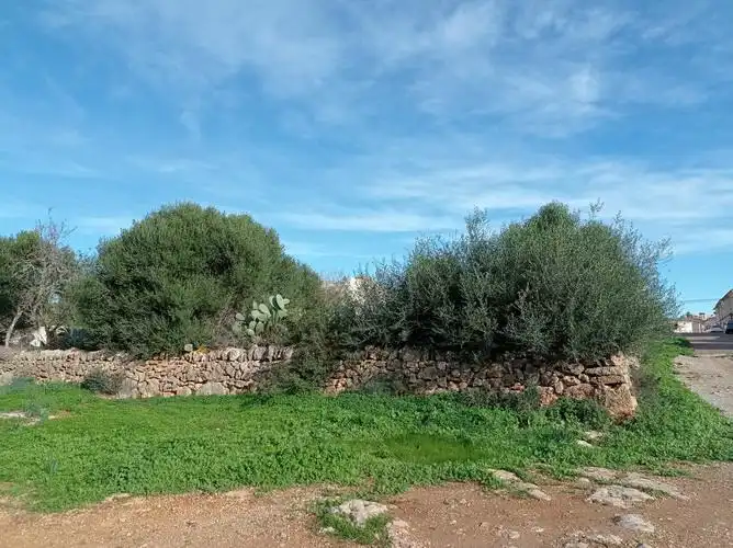 Terreny rústic en venda a Ses Salines Poble, imagen 3