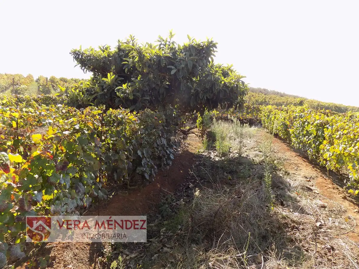 Country homes for sale in Tacoronte