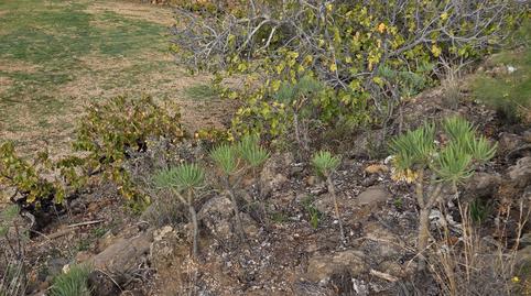 Foto 4 von Grundstücke zum Verkauf in Charco del Pino, Granadilla de Abona