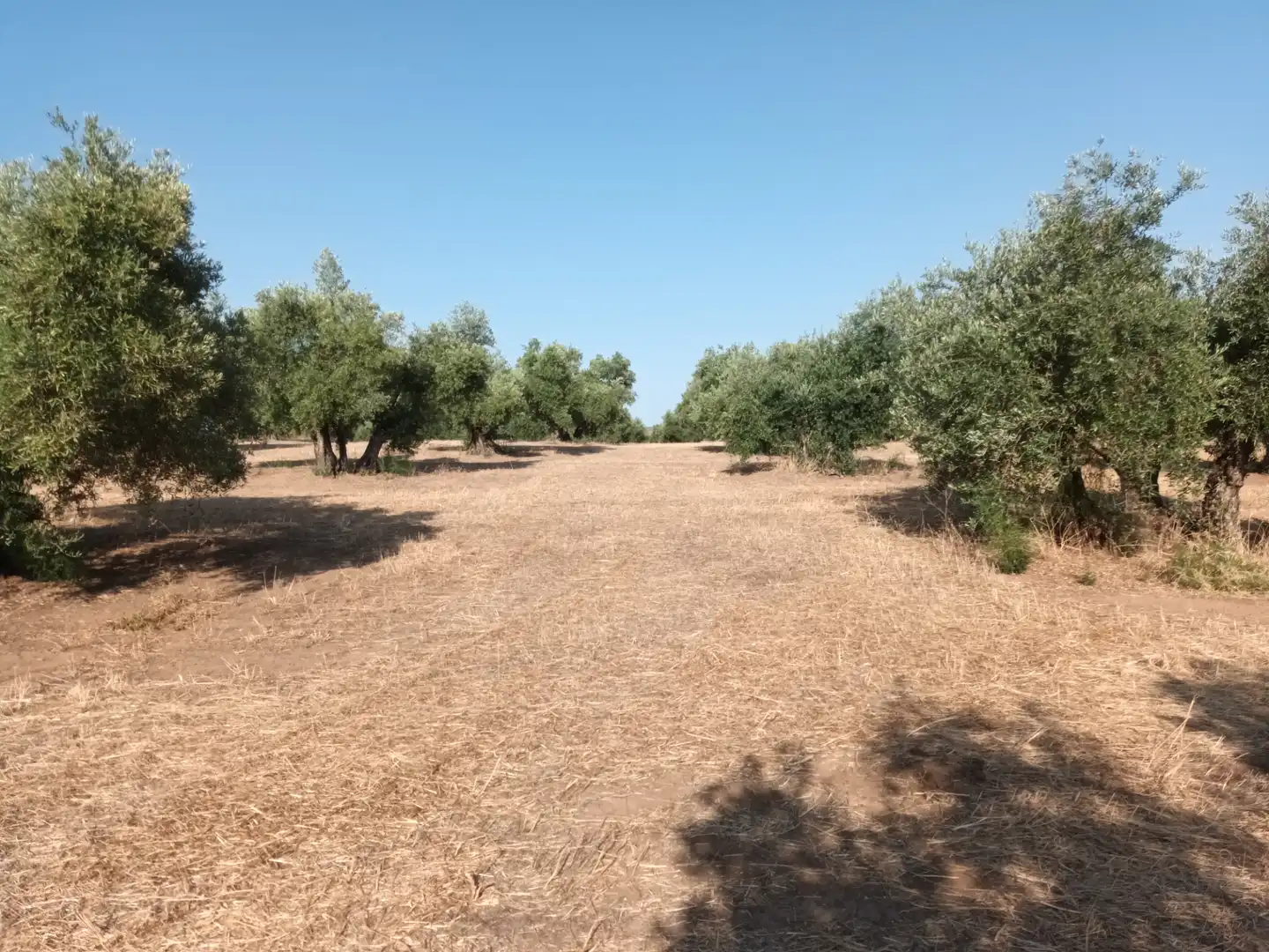 Terreni e lotti in vendita a Santisteban del Puerto, imagen 6