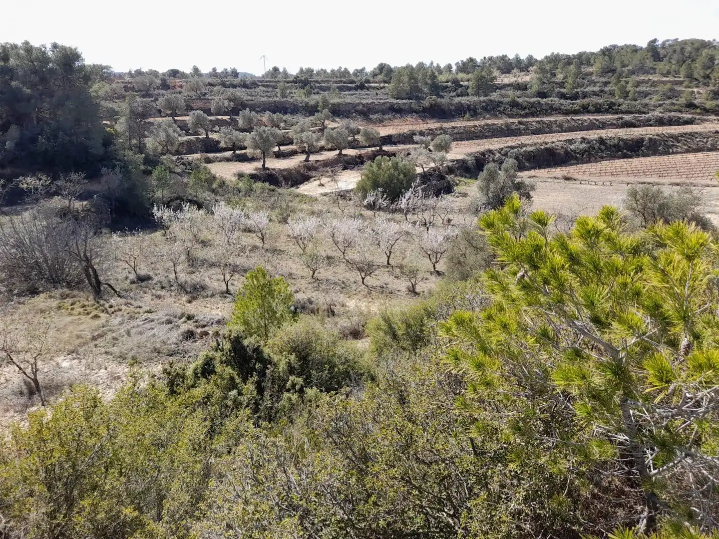 Rural land for sale in Batea, imagen 7