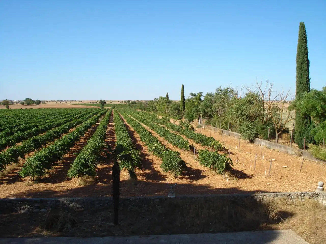 Jardín de Finca rústica en venta en Pozorrubio de Santiago con Jardín privado, Piscina y Sauna