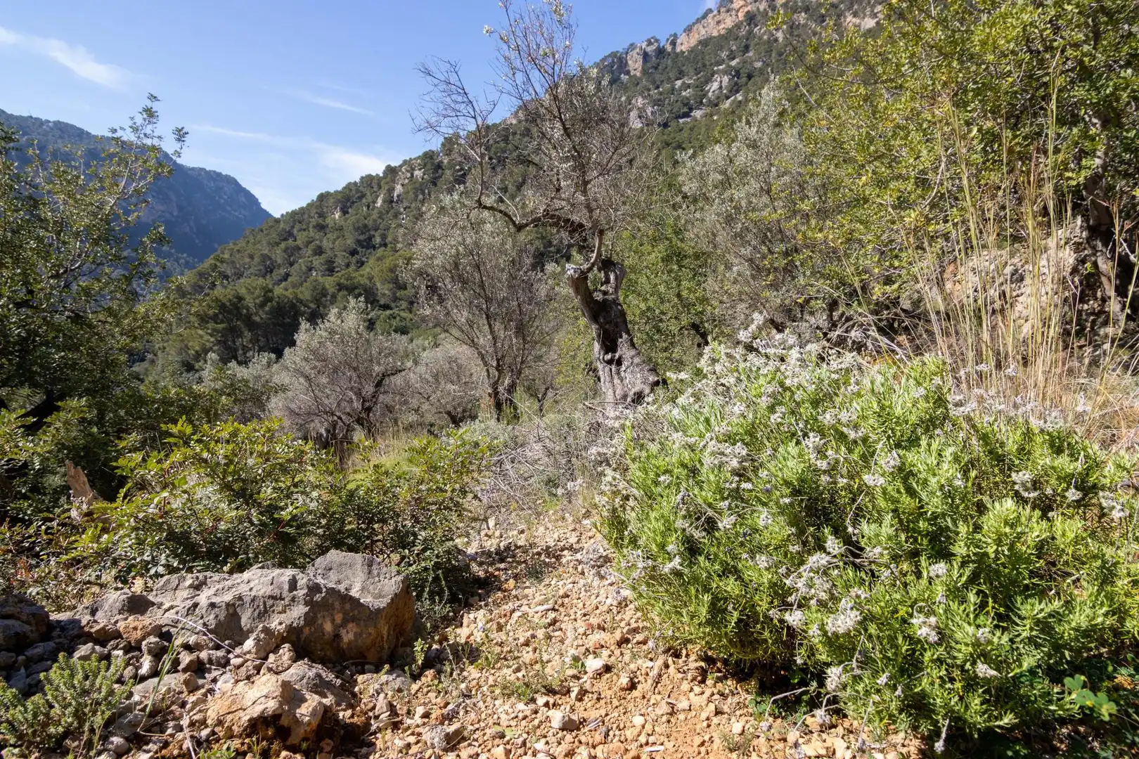 Grundstücke zum Verkauf in Sóller