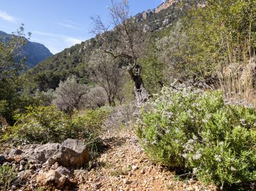 Terrain rustique à vendre à Sóller