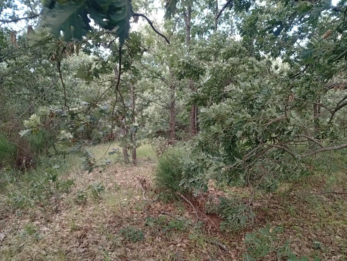 Terreni e lotti in vendita a Losar de la Vera, imagen 41