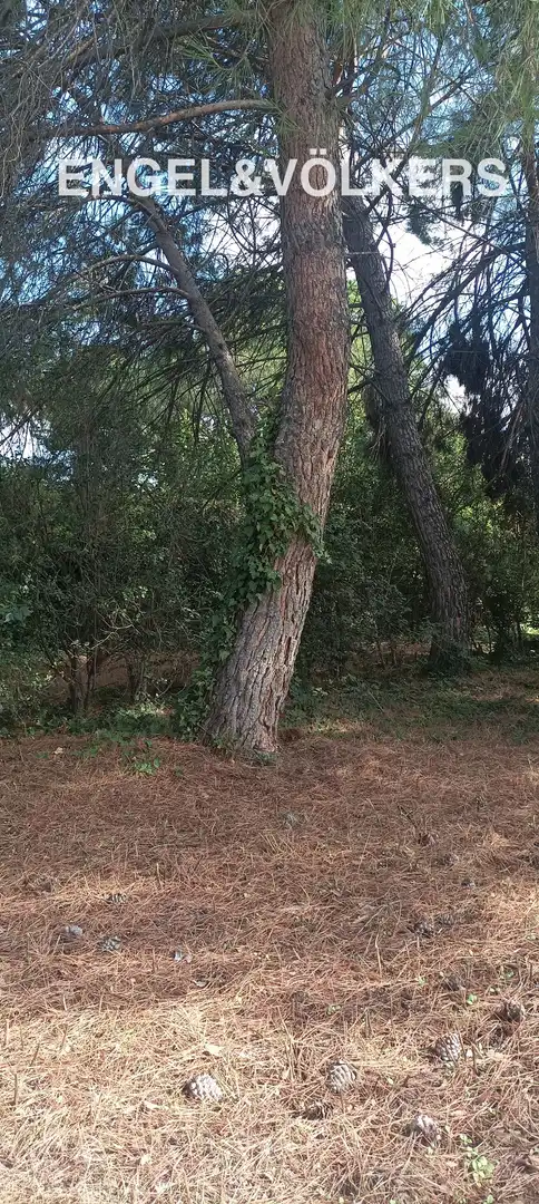 Jardín de Casa o chalet en venta en Fuente El Saz de Jarama