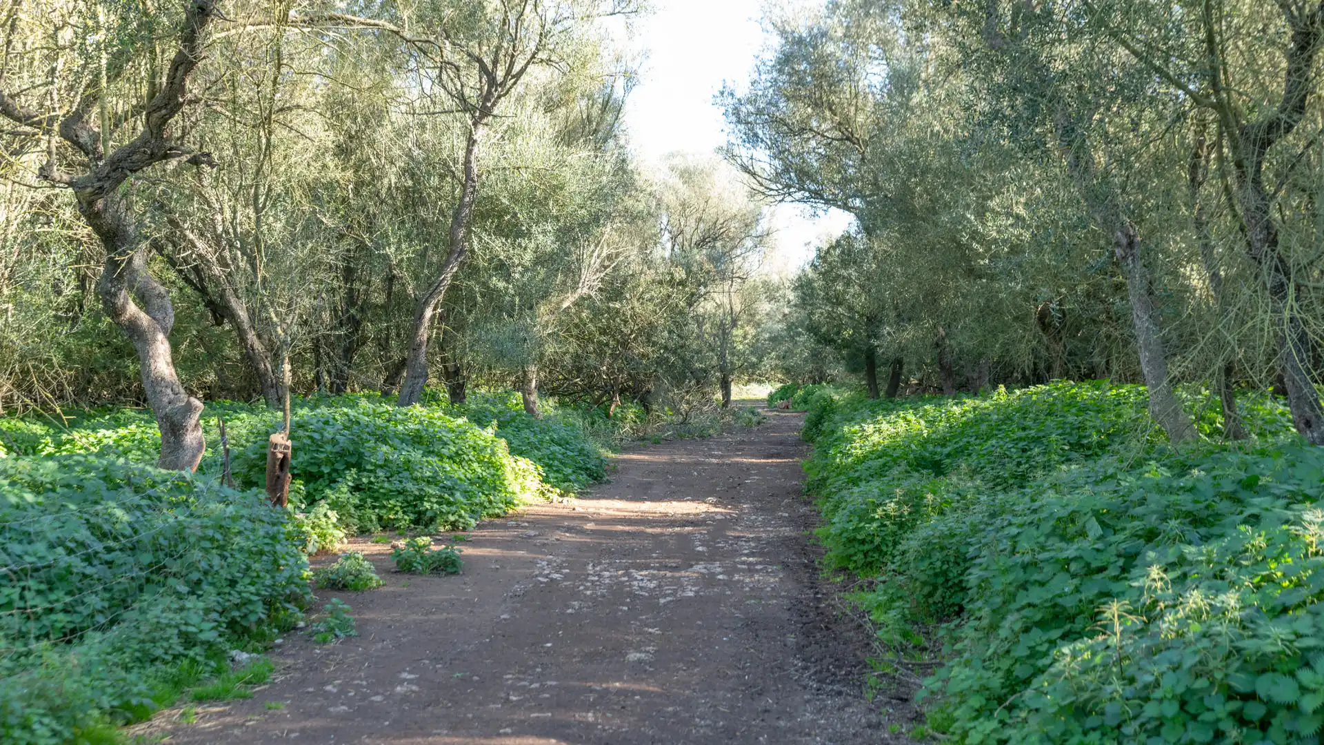 Vista exterior de Finca rústica en venta en Vilafranca de Bonany con Terraza, Trastero y Balcón