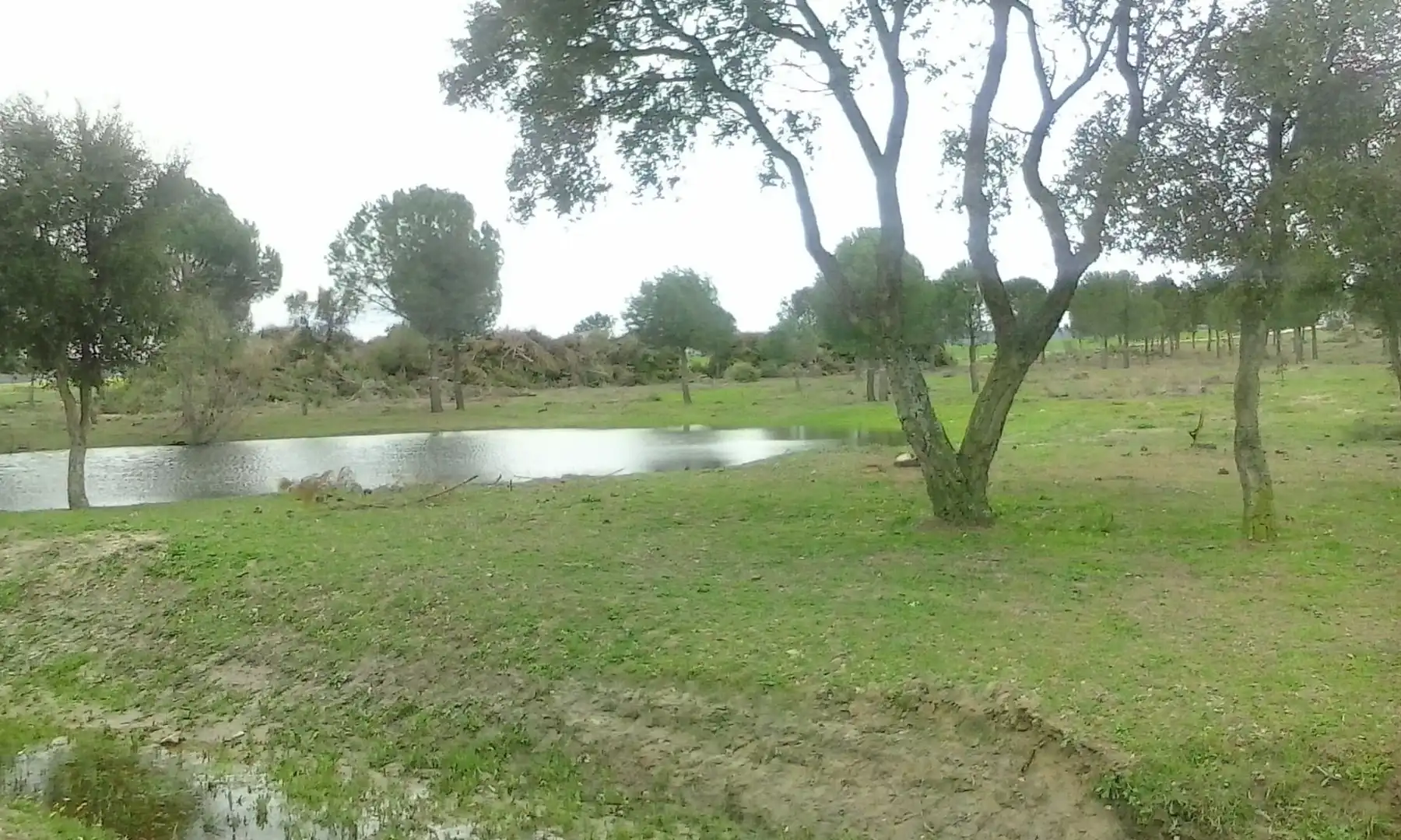 Land for sale in Oropesa