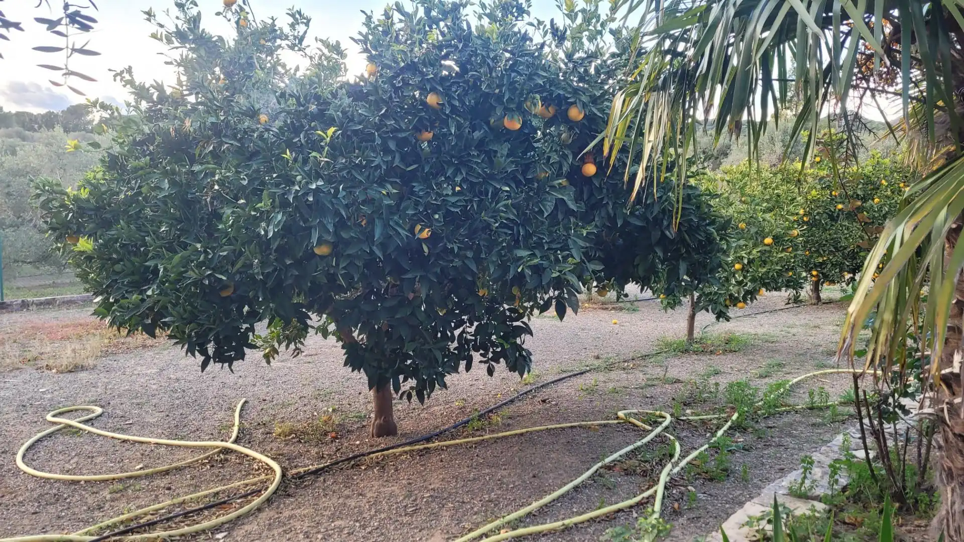 Xalet amb jardí en venda a Mestral, imagen 31