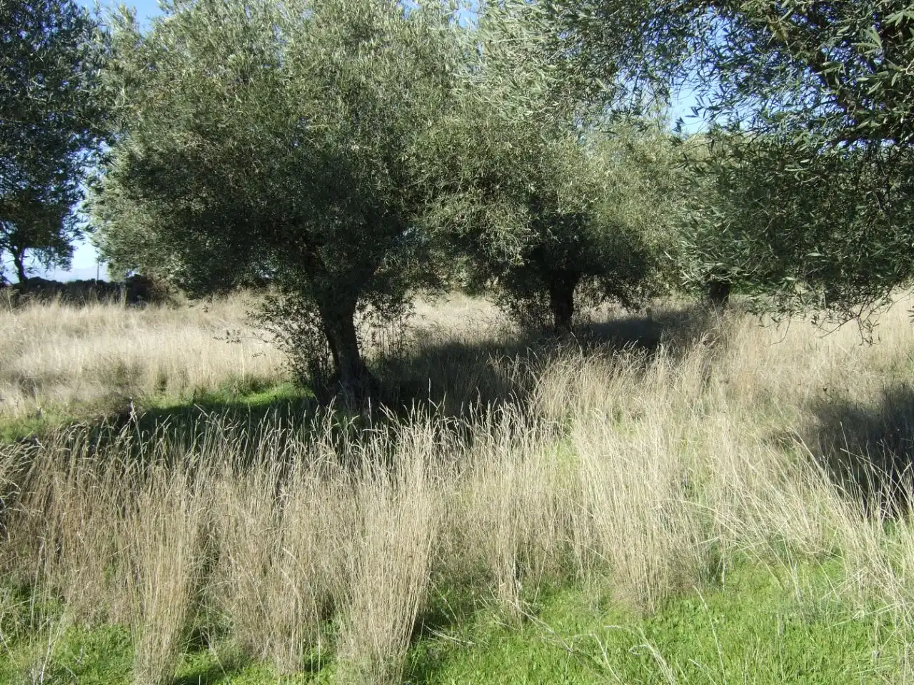 Terreno en venta en Segurilla